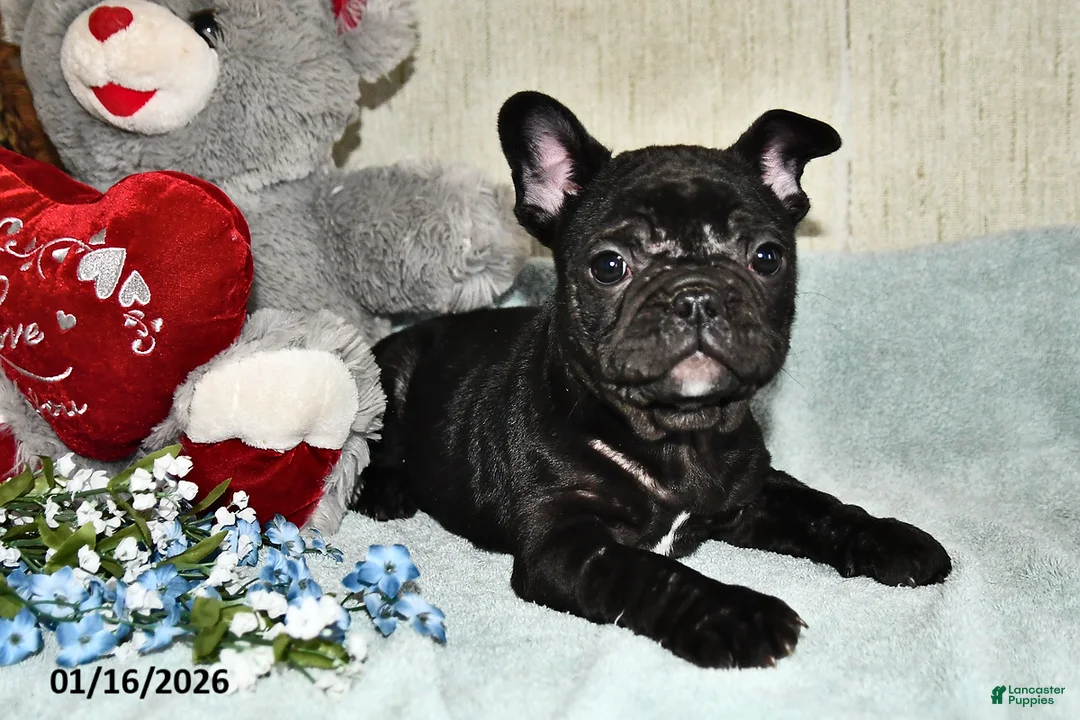 French Bulldog dogs for sale: Hershey - Ad 4