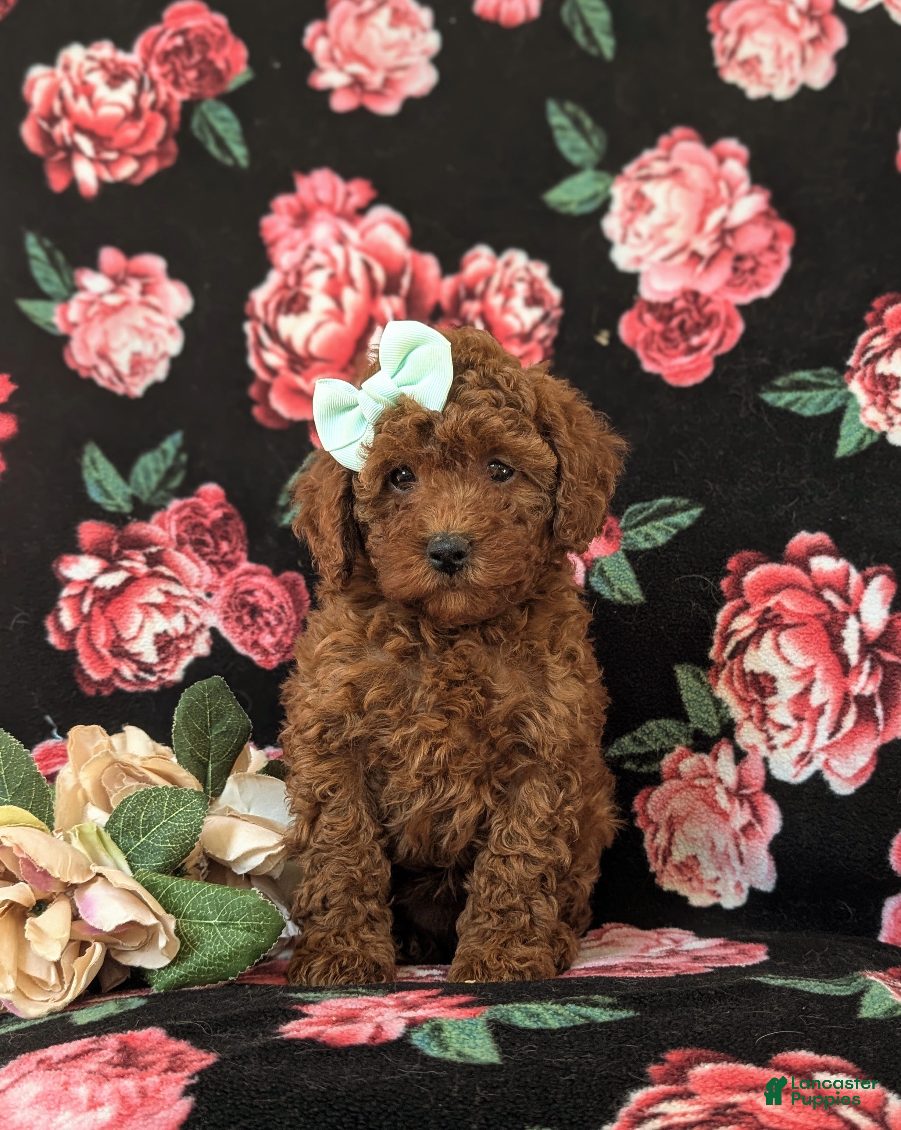 Miniature Poodle dogs Francesca 10 lbs Full Grown - Ad 2