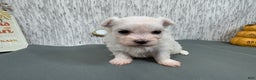 Maltese dogs for sale: Maltese Puppy 1 - Ad 2