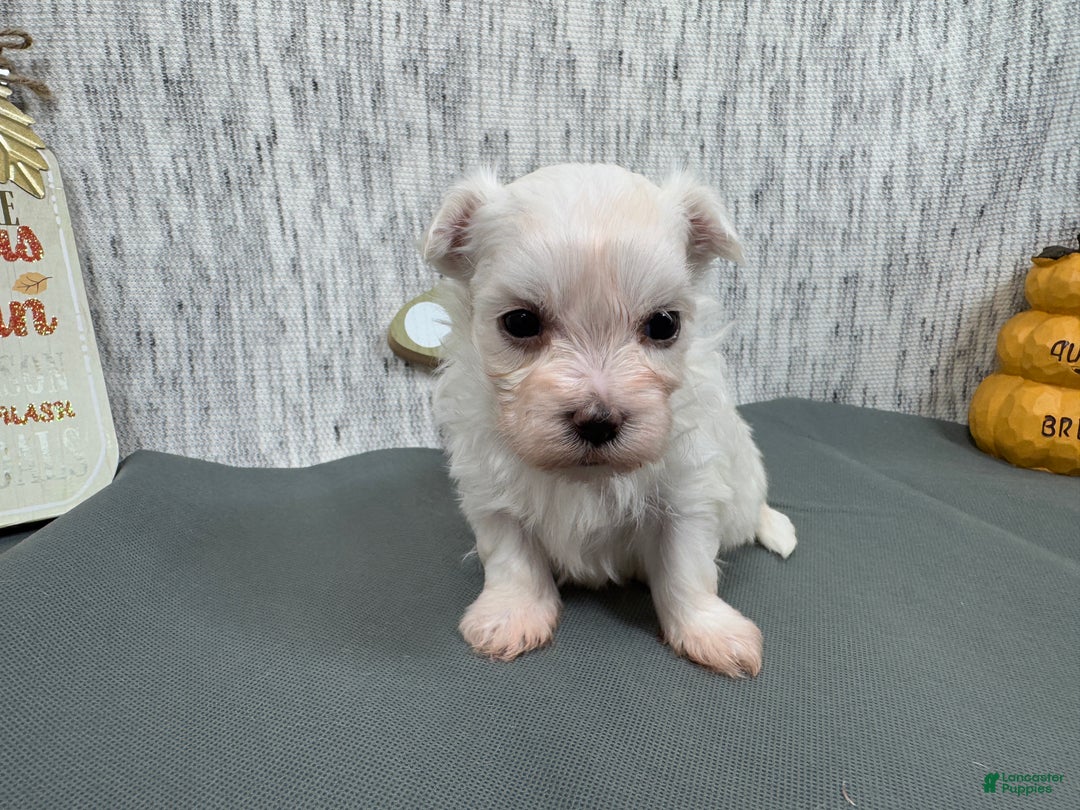 Maltese dogs for sale: Maltese Puppy 1 - Ad 2