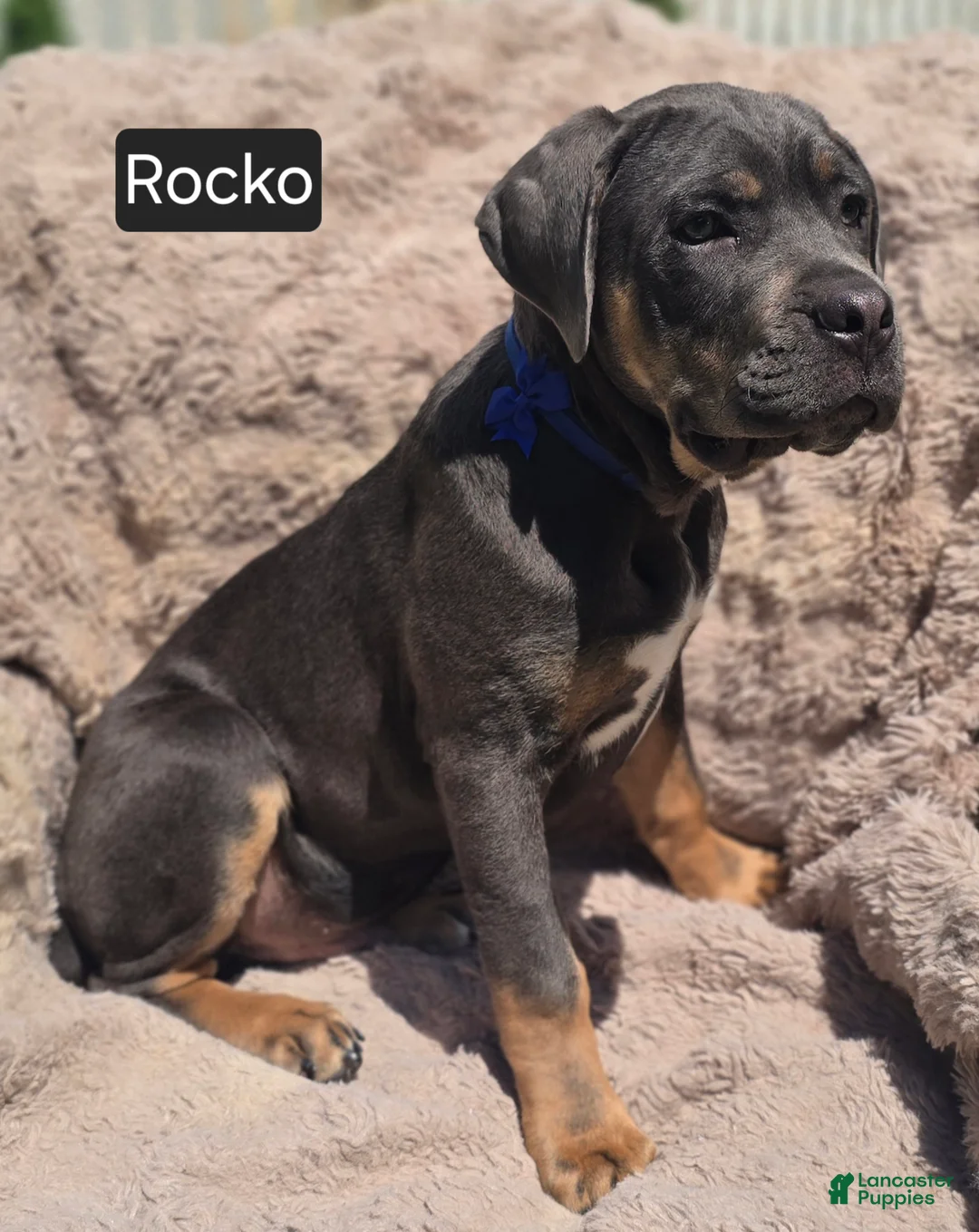 Cane Corso dogs for sale: Rocko  - Ad 1