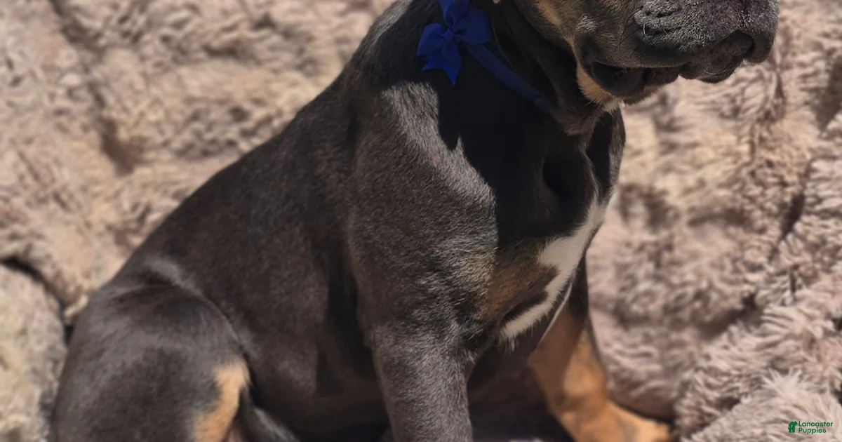 Rocko Cane Corso for sale in | Lancaster Puppies