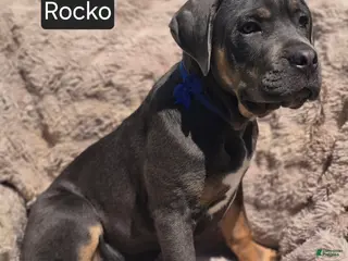 Cane Corso dogs for sale: Rocko - Ad 2