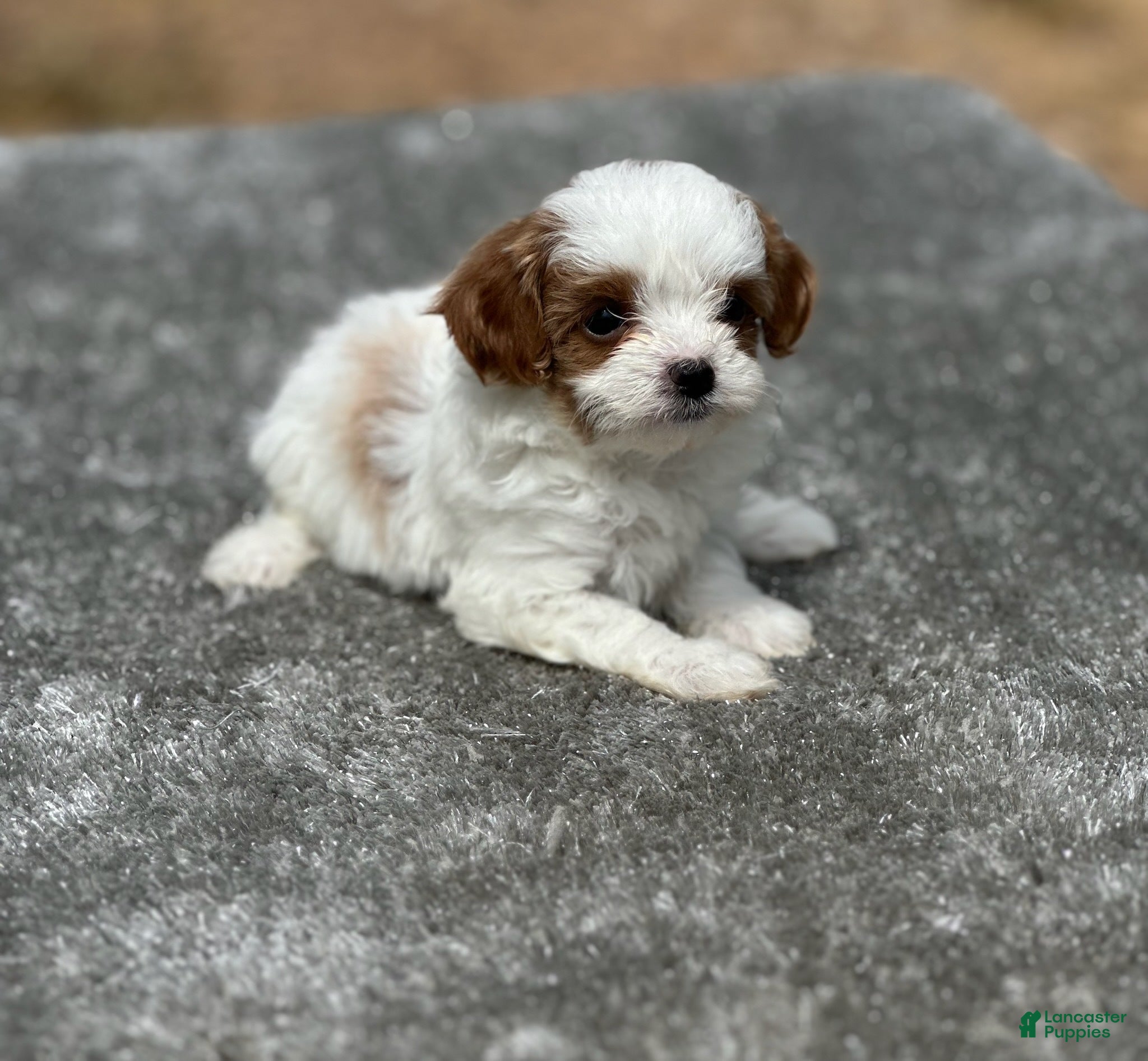 Cavapoo dogs Cici (Cinderella) - Ad 1