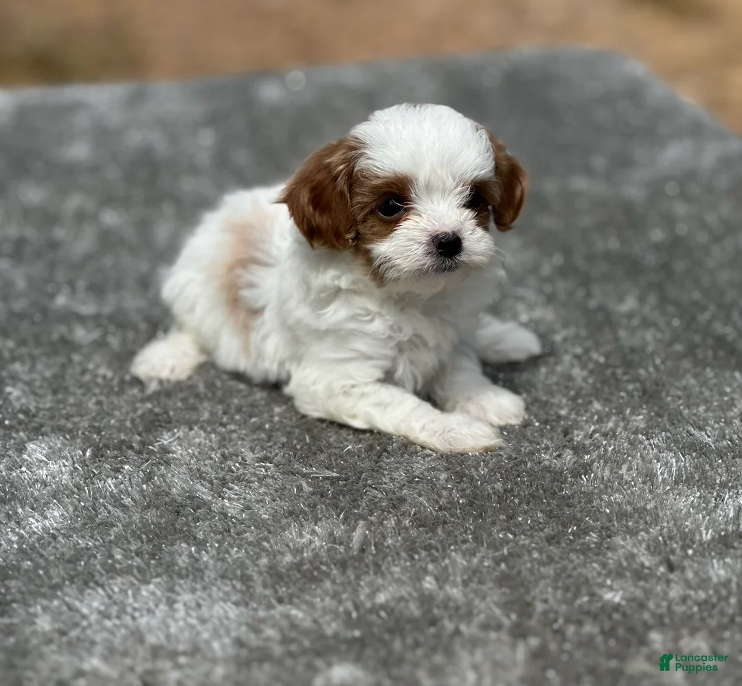 Cavapoo dogs for sale: Cici (Cinderella) - Ad 1