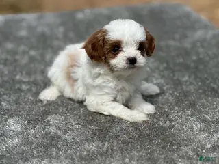 Cavapoo dogs Cici (Cinderella) - Ad 1