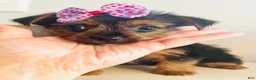 Yorkshire Terrier dogs for sale: Teacup candy - Ad 4