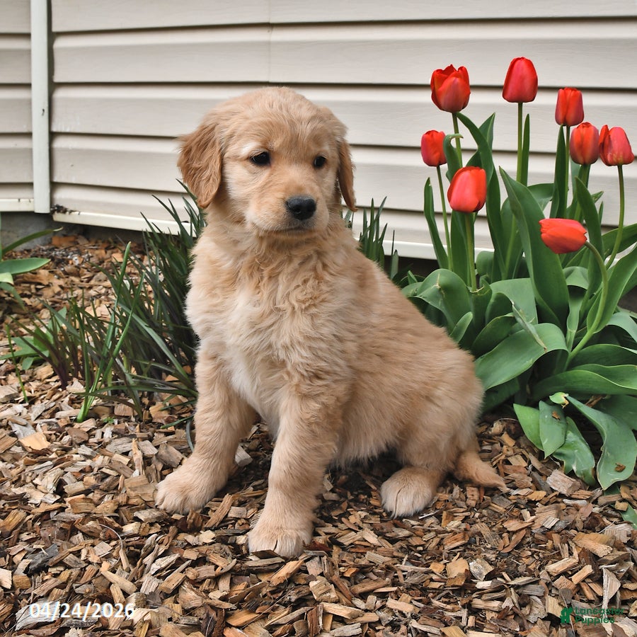 Golden Retriever dogs Megan - Ad 2