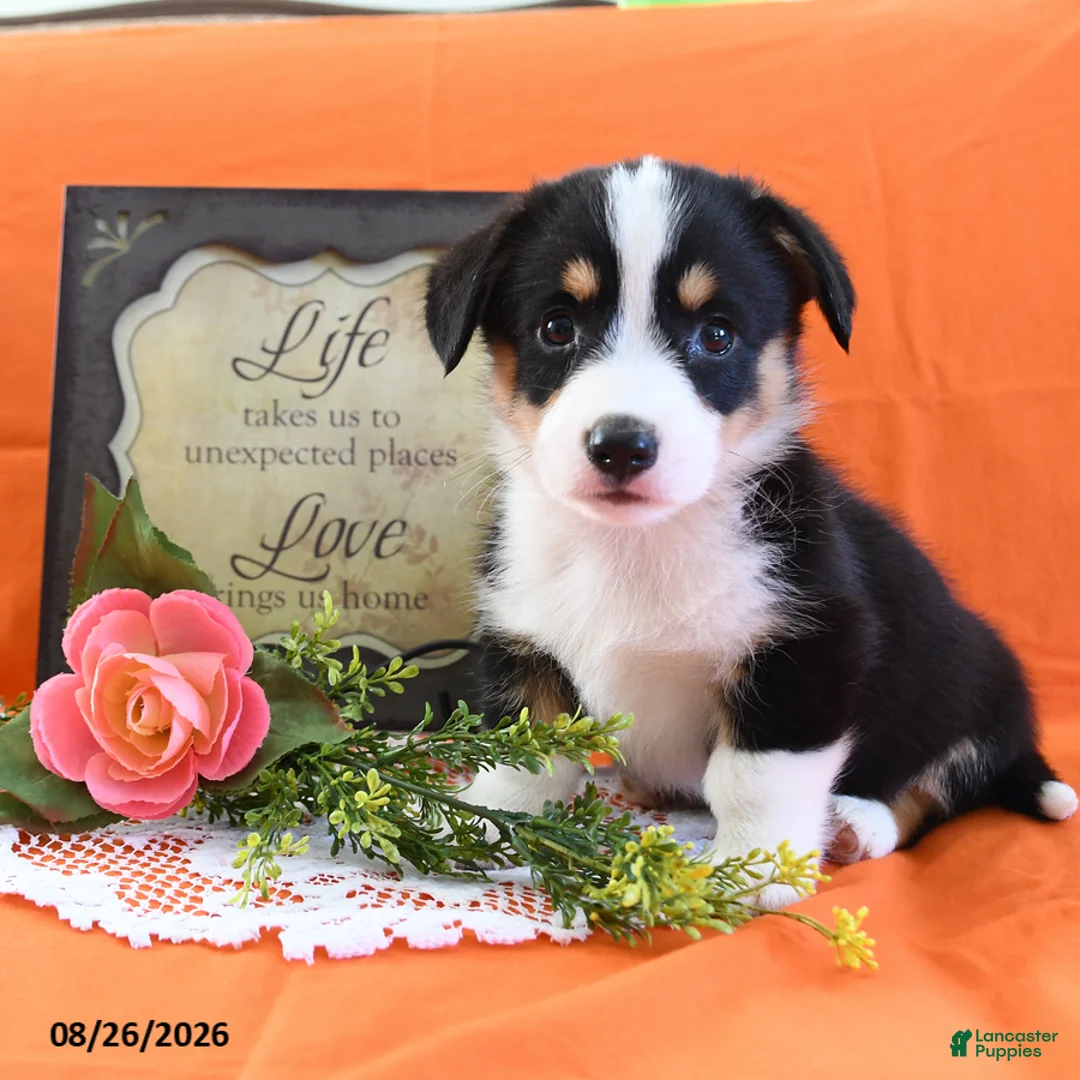 Welsh Corgi Pembroke dogs for sale: Chico - Ad 1