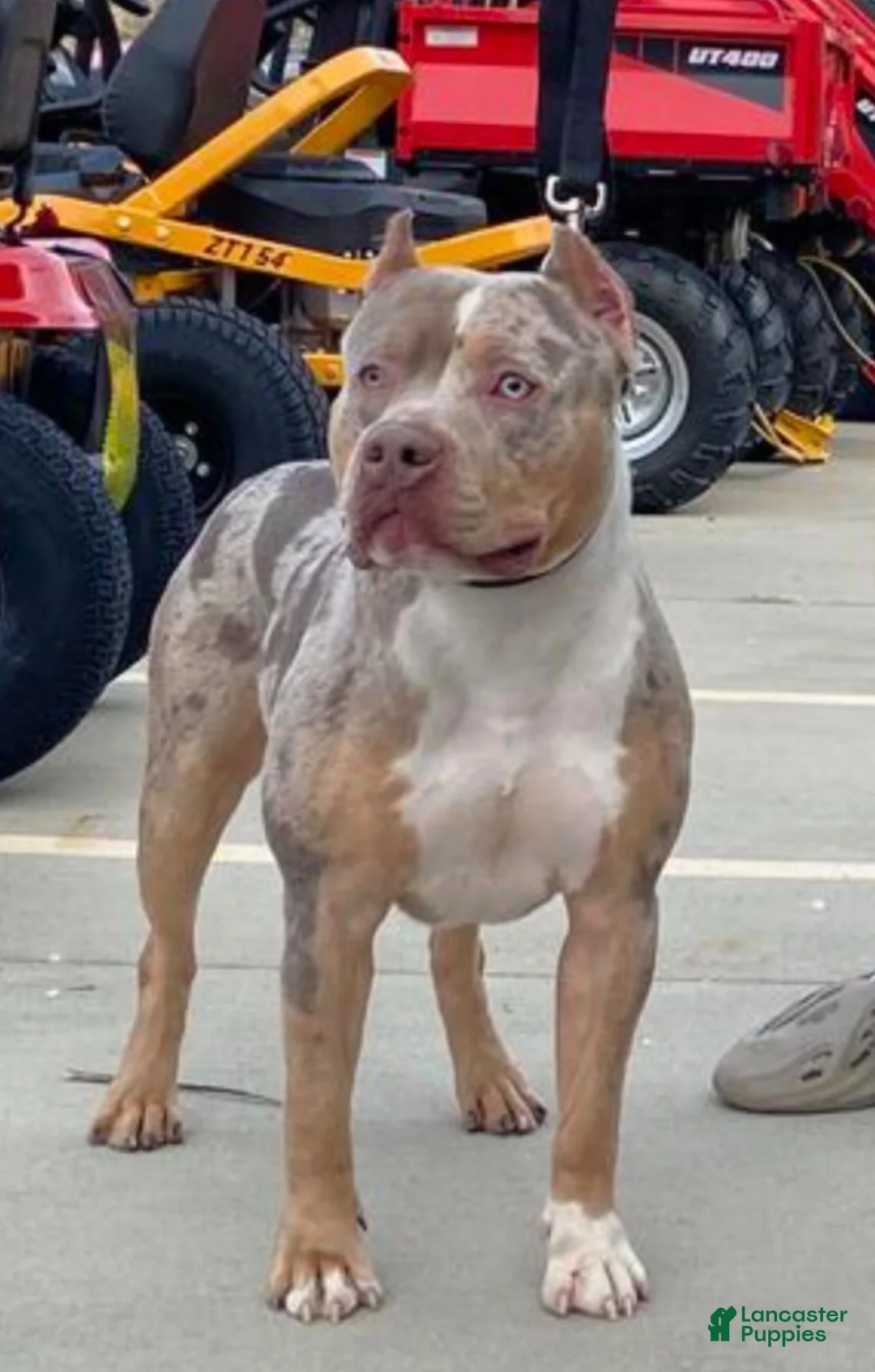 American Pit Bull Terrier dogs for sale: American Pit Bull Terrier 5 - Ad 3