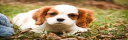 Cavalier King Charles Spaniel dogs for sale: Cody - Ad 4