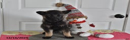 Norwegian Elkhound dogs for sale: Wolf  - Ad 3