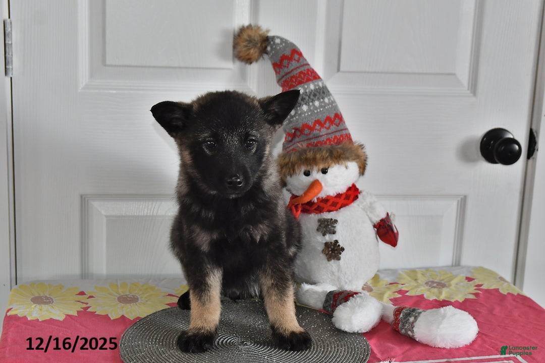 Norwegian Elkhound dogs for sale: Wolf  - Ad 3