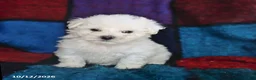 Bichon Frise dogs for sale: Snowflake - Ad 1