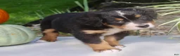 Bernese Mountain Dog dogs for sale: Lucy  - Ad 7