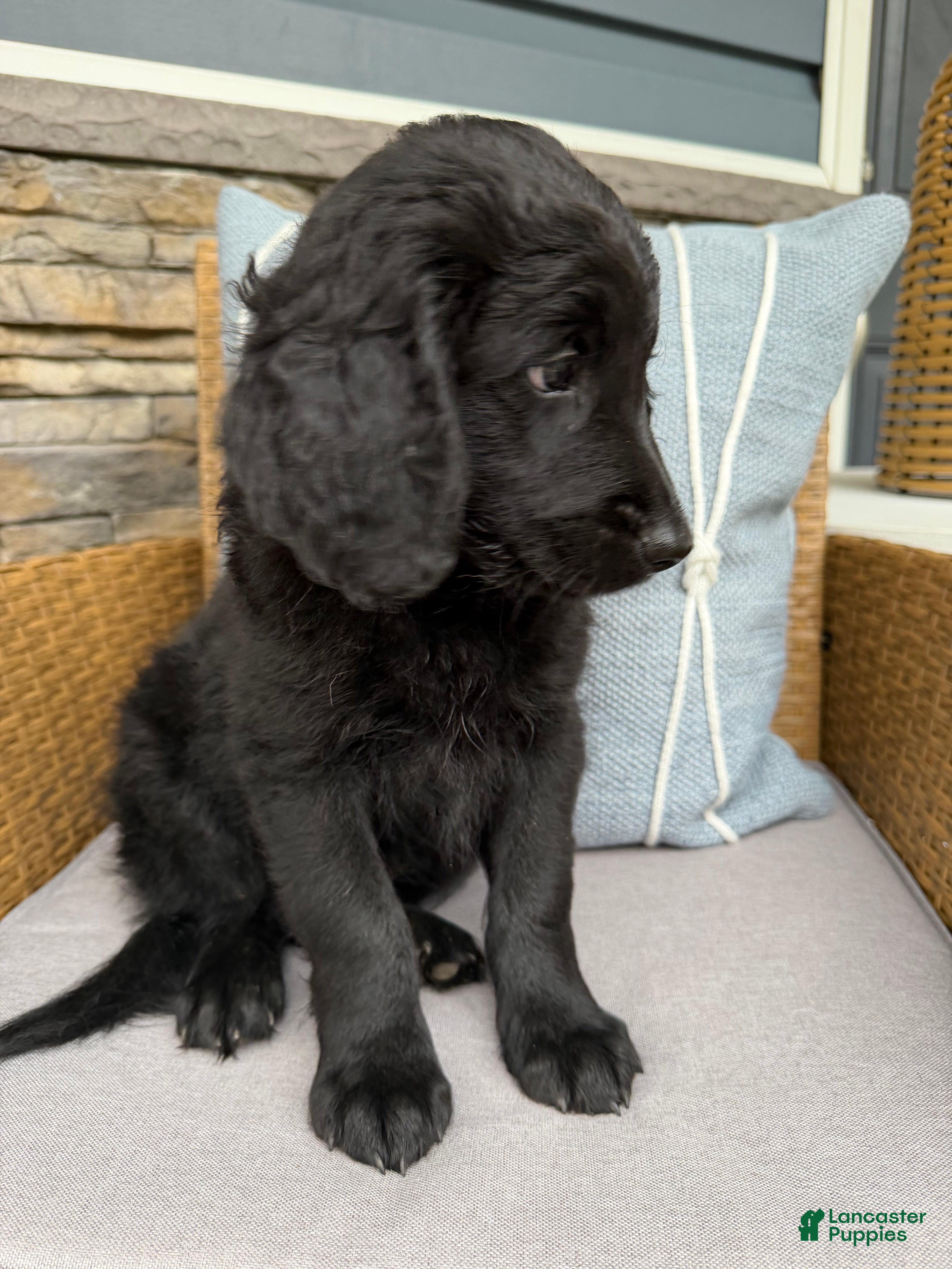 Goldendoodle dogs Collin  - Ad 24