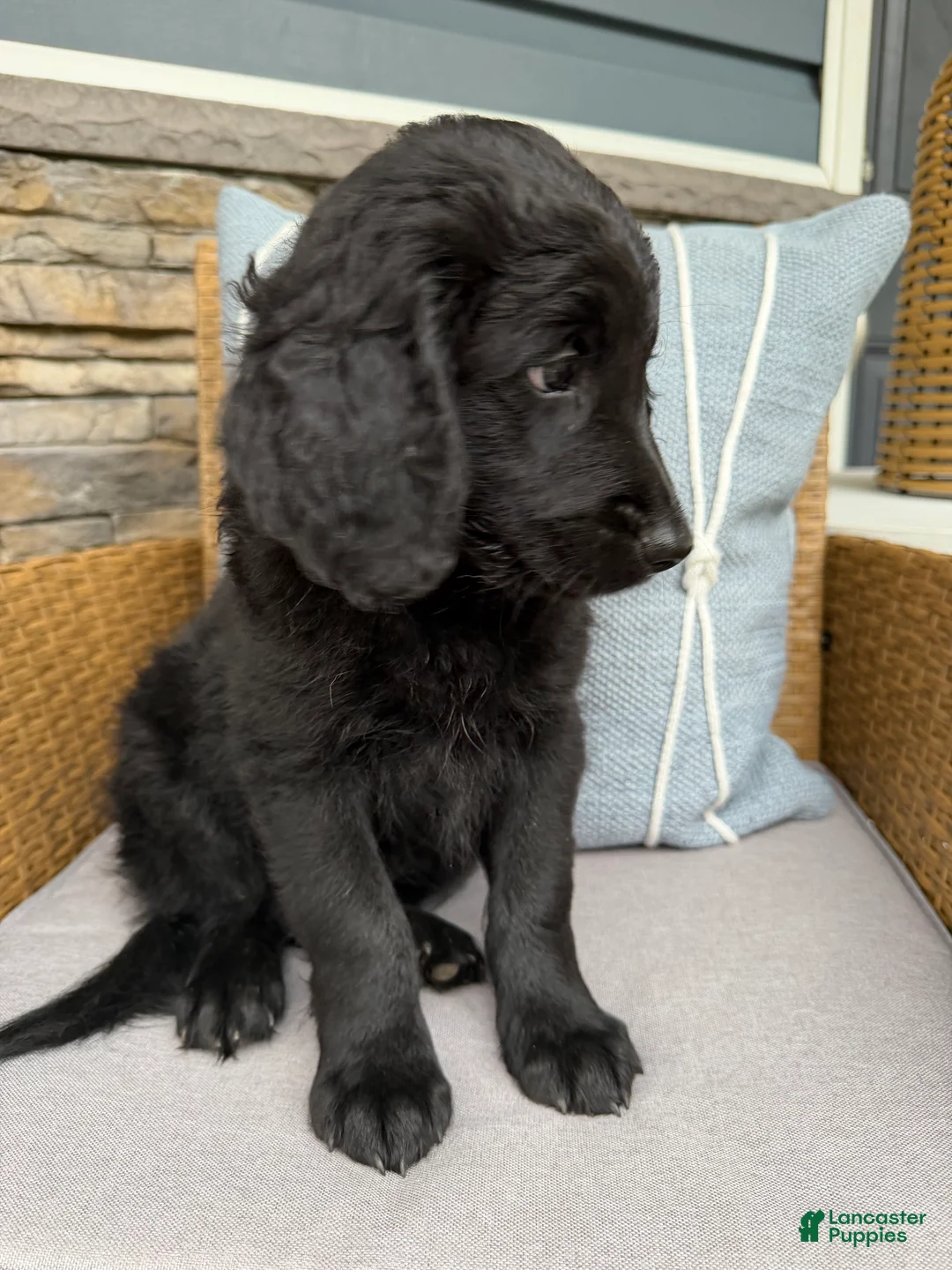 Goldendoodle dogs for sale: Collin  - Ad 1