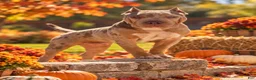 American Bully dogs for sale: American Bully Male - 1 - Ad 1