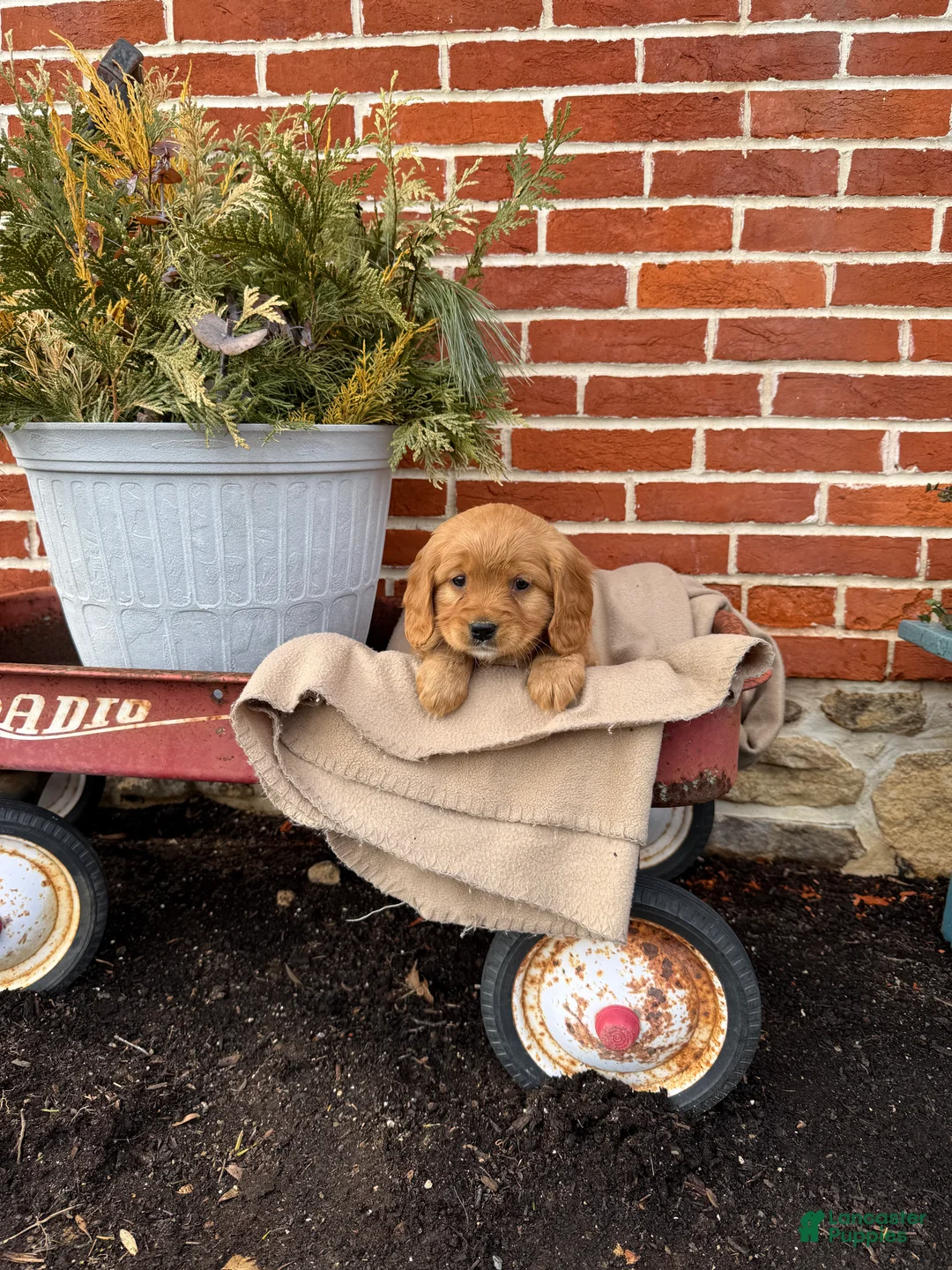 Miniature Golden Retriever dogs for sale: Miniature Golden Retriever Puppy 2 - Ad 2