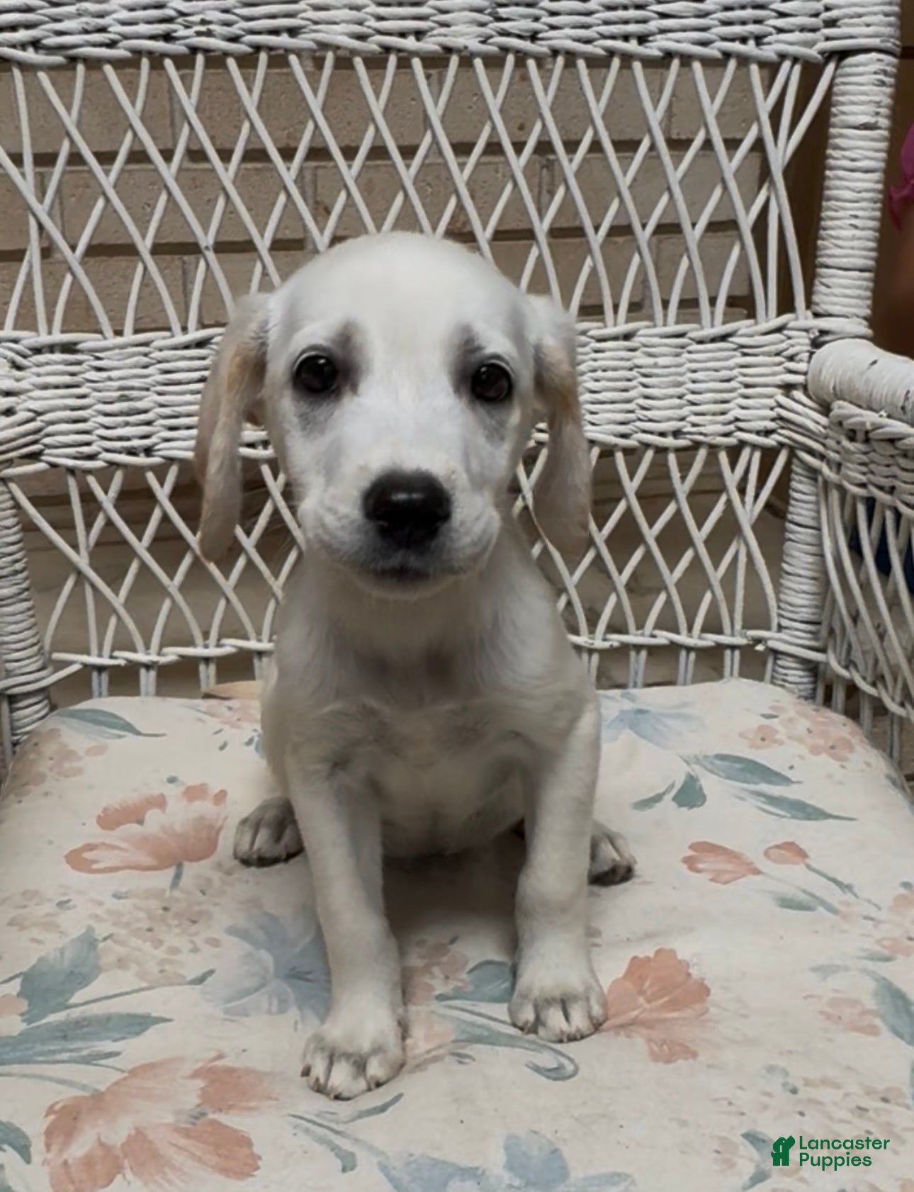 Labrador Retriever dogs for sale: Labrador Retriever Jackie - Ad 26