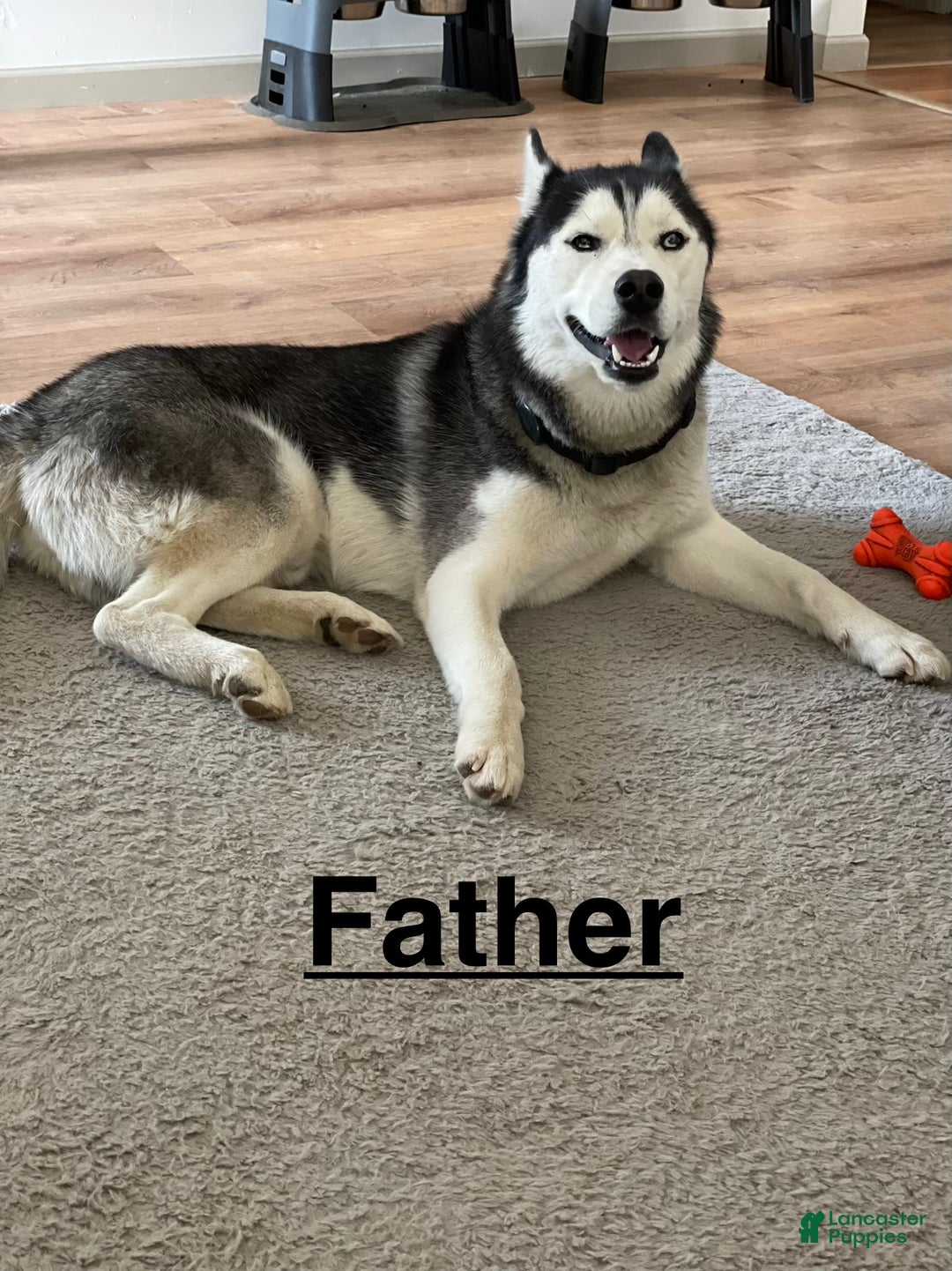 Siberian Husky dogs for sale: Siberian Husky Puppy 6 - Ad 3