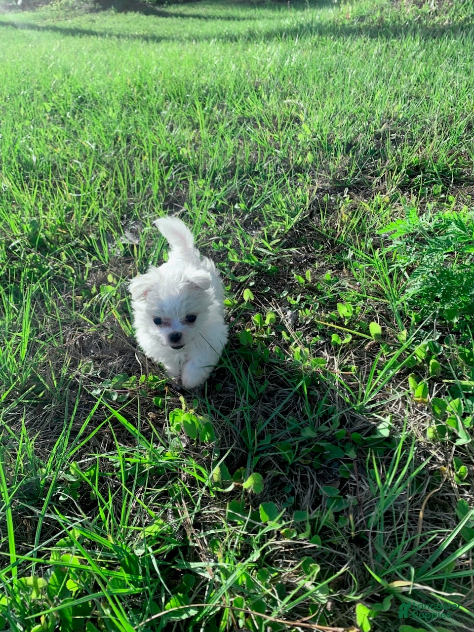 Maltese dogs for sale: Solomon - Ad 1