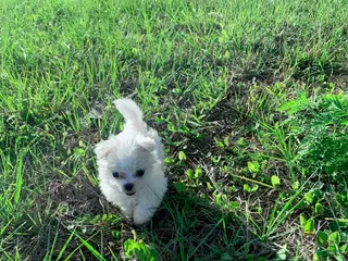 Maltese dogs for sale: Solomon - Ad 1