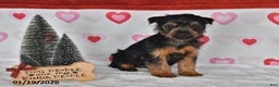Yorkshire Terrier dogs for sale: Amy - Ad 5