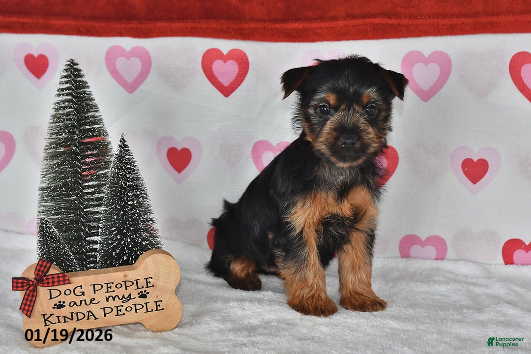 Yorkshire Terrier dogs for sale: Amy - Ad 5