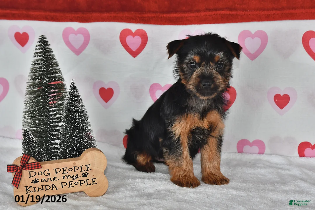 Yorkshire Terrier dogs for sale: Amy - Ad 5