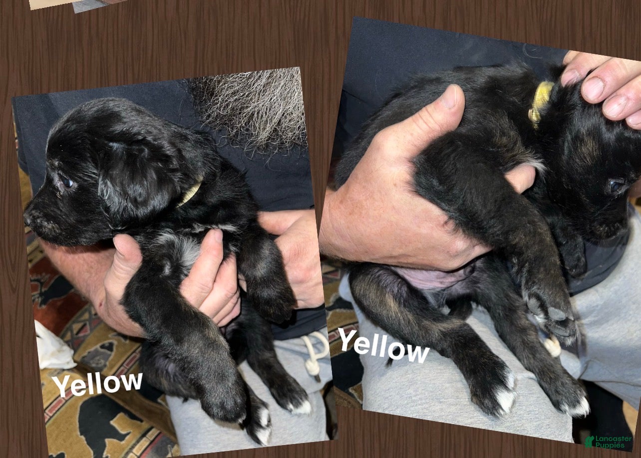 Mixed Breed dogs Yellow Collar Puppy - Ad 32