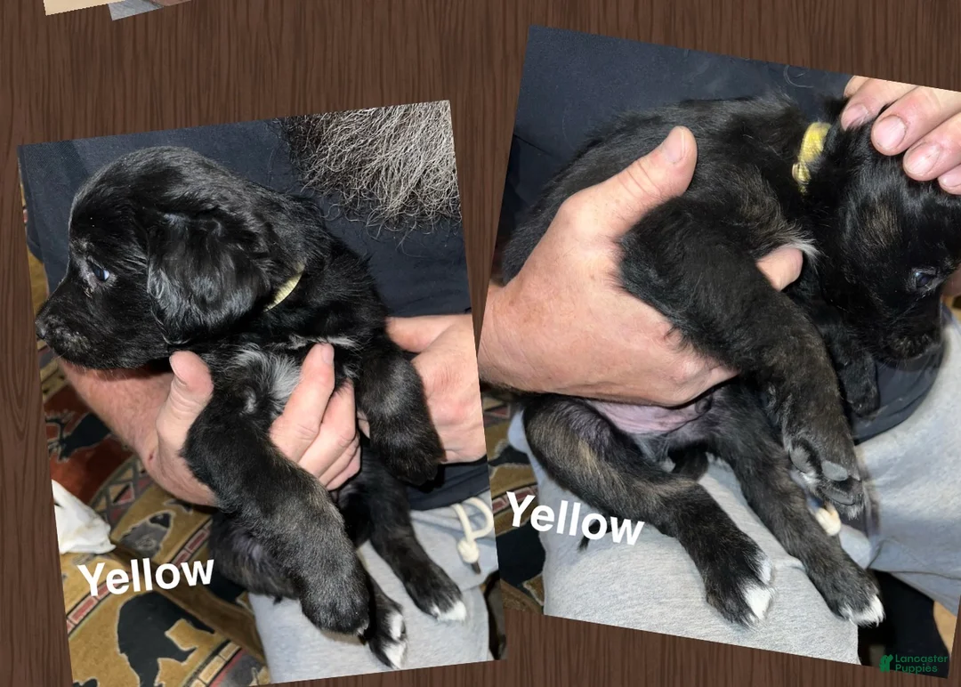 Mixed Breed dogs for sale: Yellow Collar Puppy - Ad 1