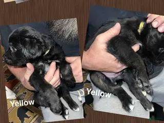 Mixed Breed dogs Yellow Collar Puppy - Ad 32