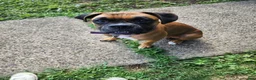 Boxer dogs for sale: Blue - Ad 9