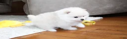 Pomeranian dogs for sale: Emerson - Ad 7