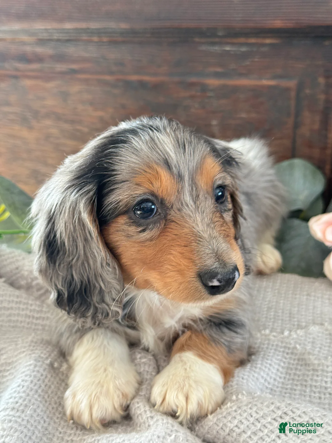 Miniature Dachshund dogs for sale: Murphy - Ad 8