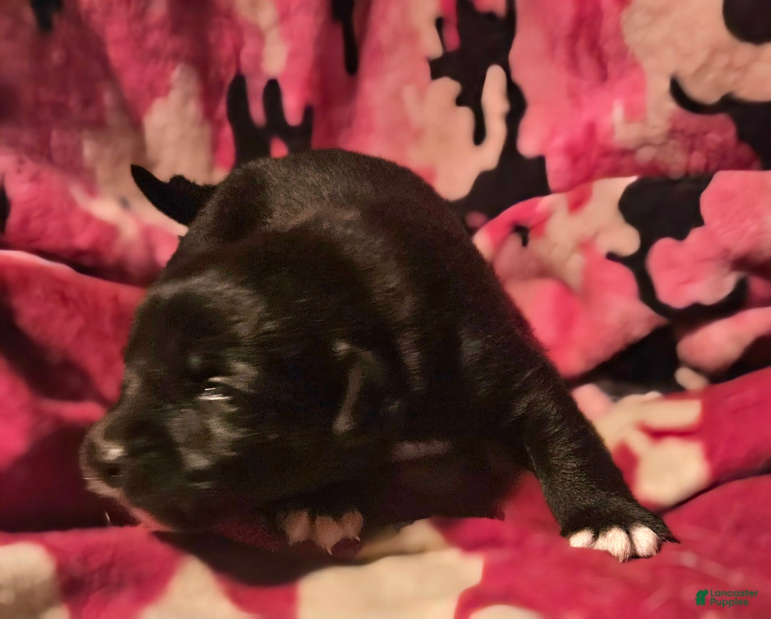 Border Collie dogs for sale: Joker - Ad 5