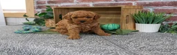 Mini Goldendoodle dogs for sale: Denny - Ad 2