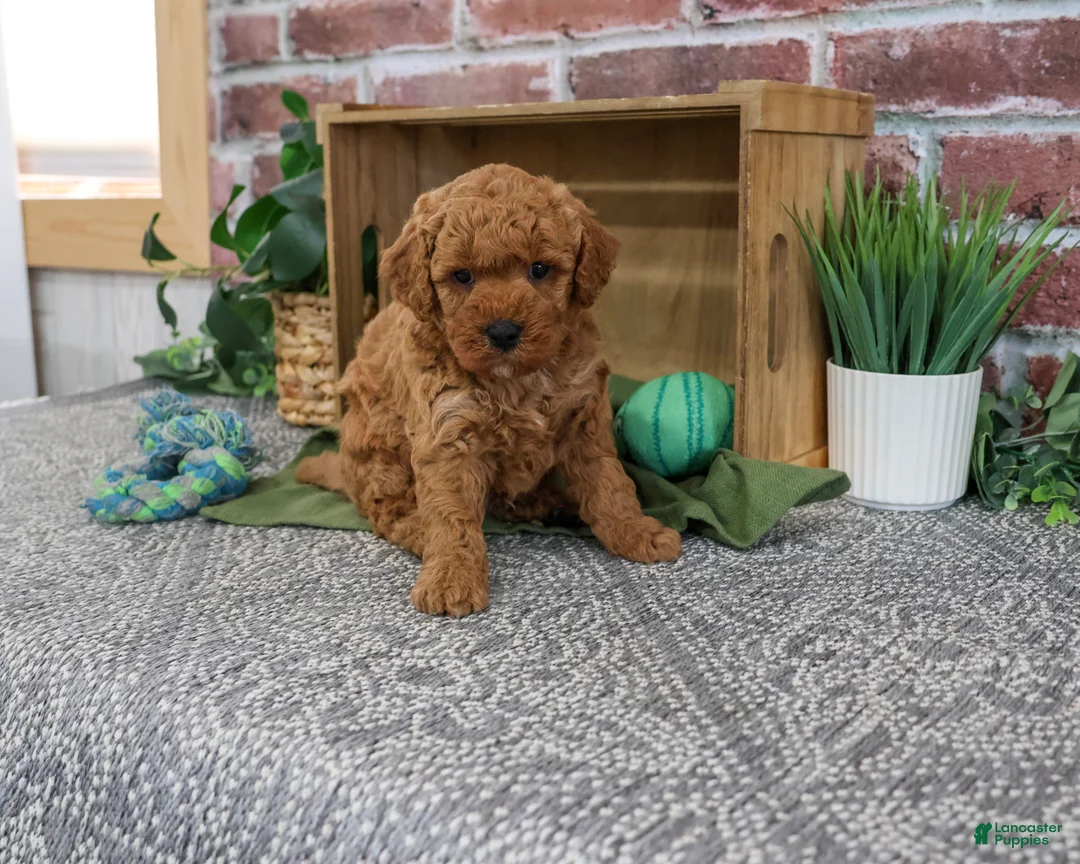 Mini Goldendoodle dogs for sale: Denny - Ad 2
