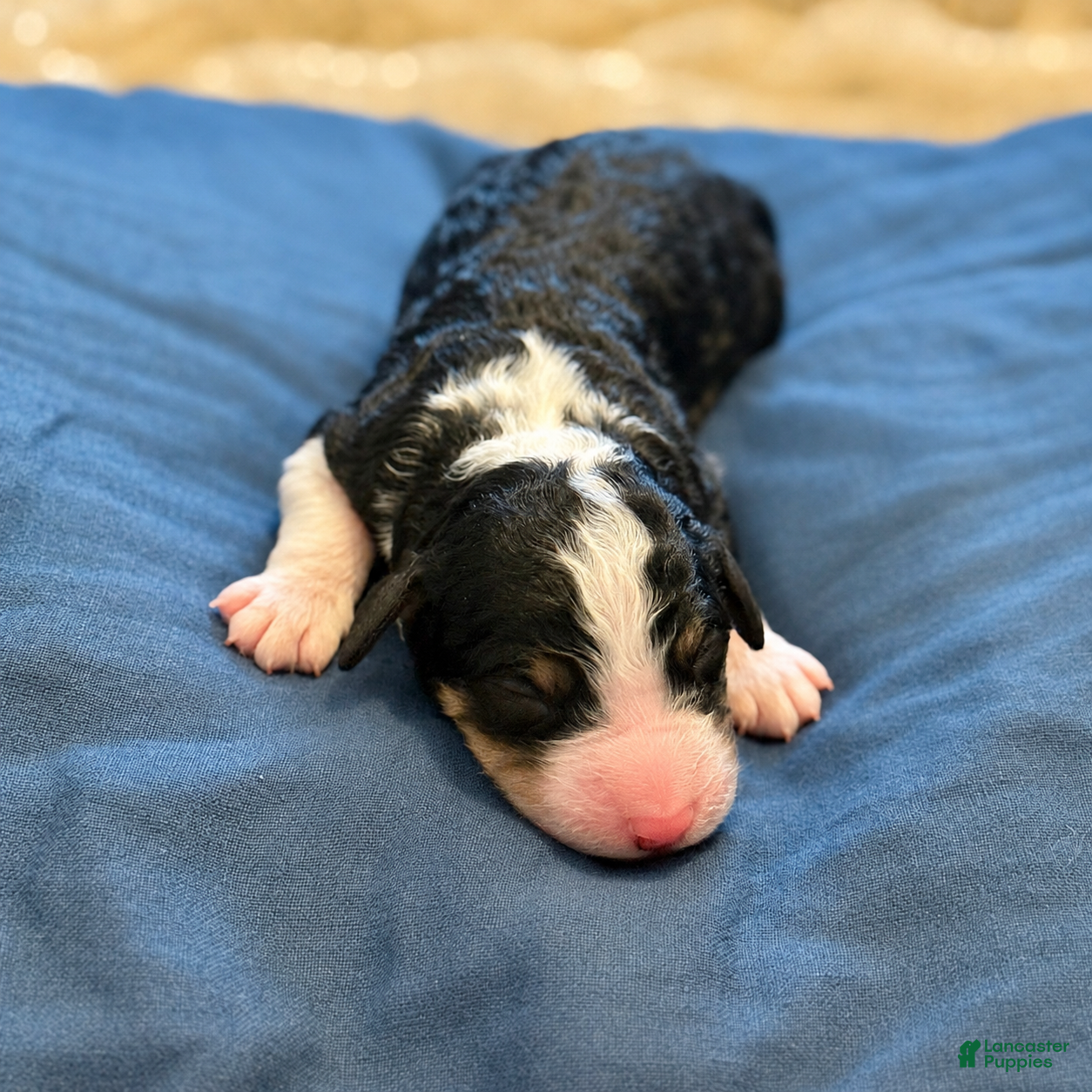 Bernedoodle dogs Wednesday - Ad 1