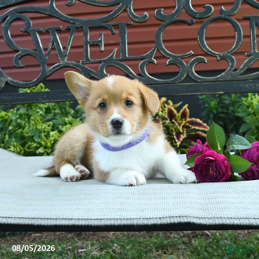 Welsh Corgi Pembroke dogs Regina - Ad 2