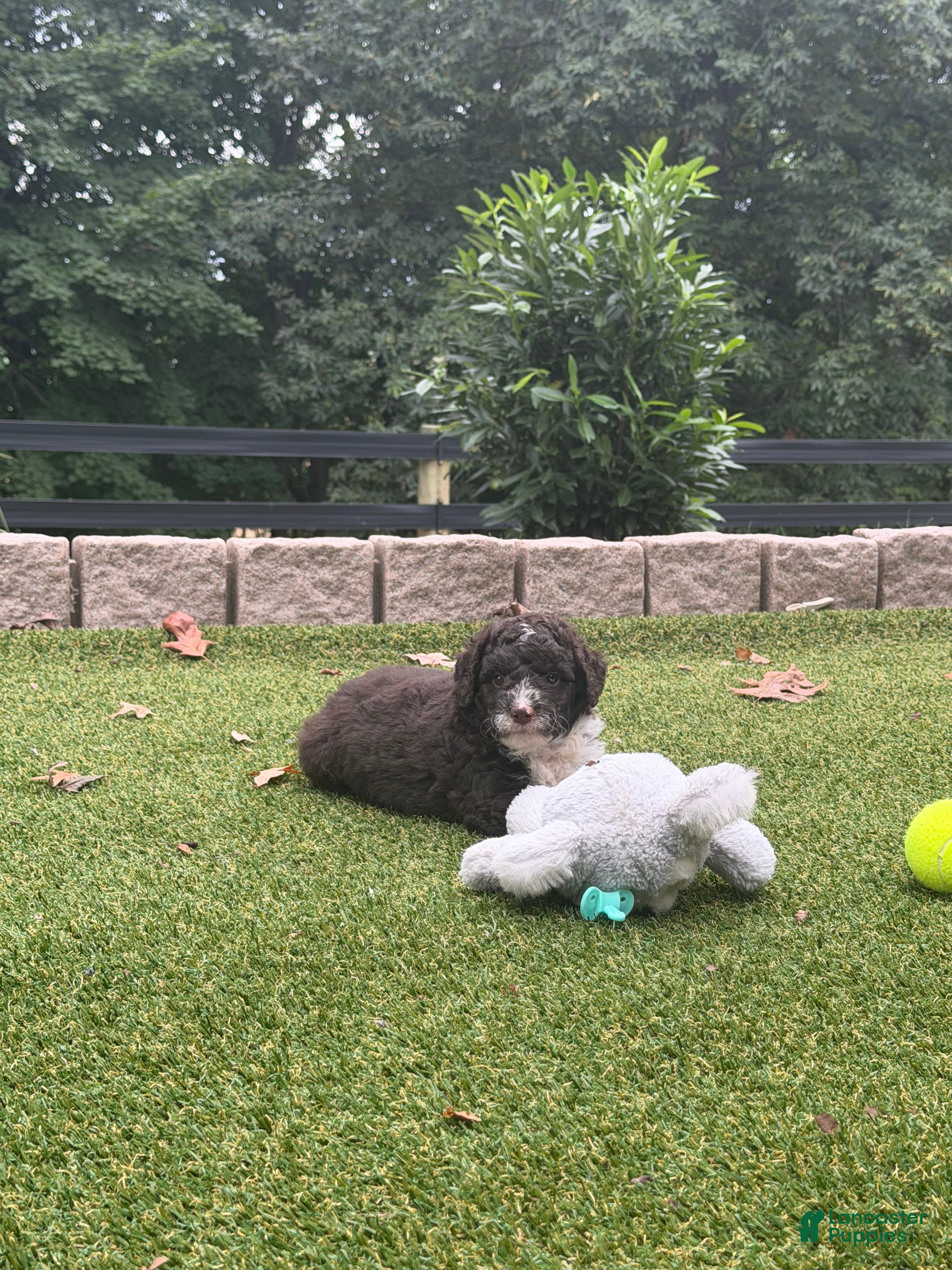 Aussiedoodle dogs Riley - Ad 2