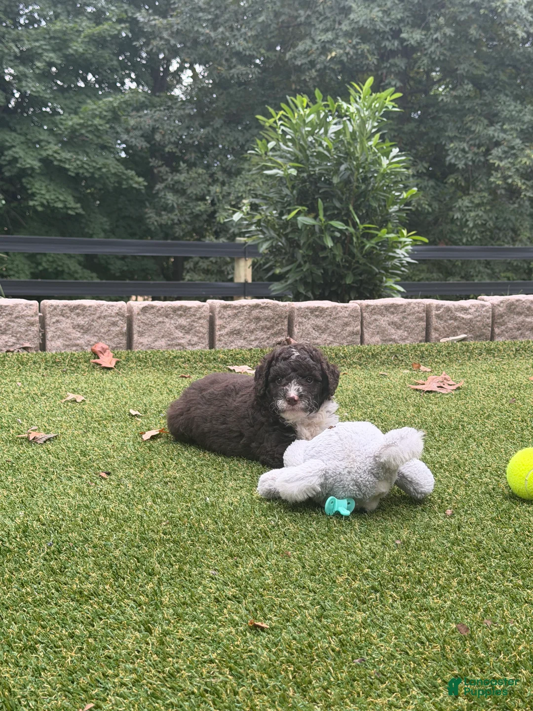 Aussiedoodle dogs for sale: Riley - Ad 2