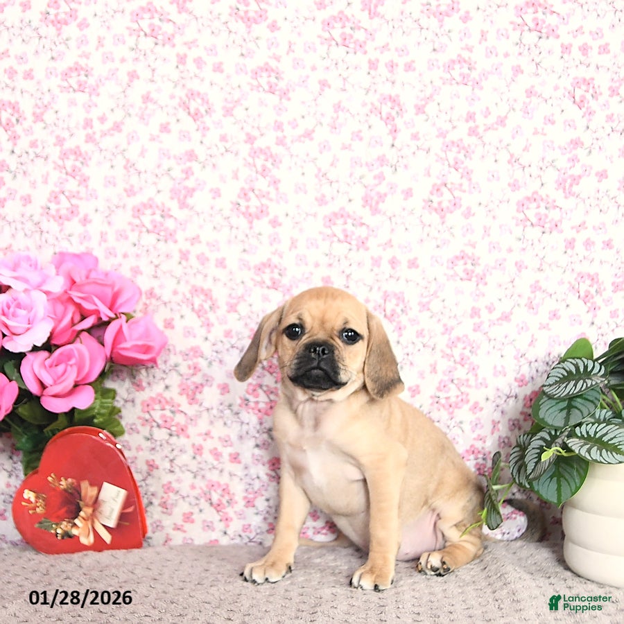 Puggle dogs Kaci - Ad 5