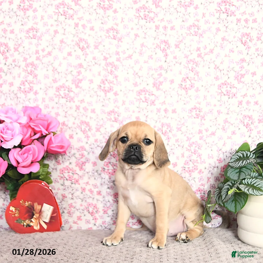 Puggle dogs for sale: Kaci - Ad 1