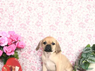 Puggle dogs Kaci - Ad 5