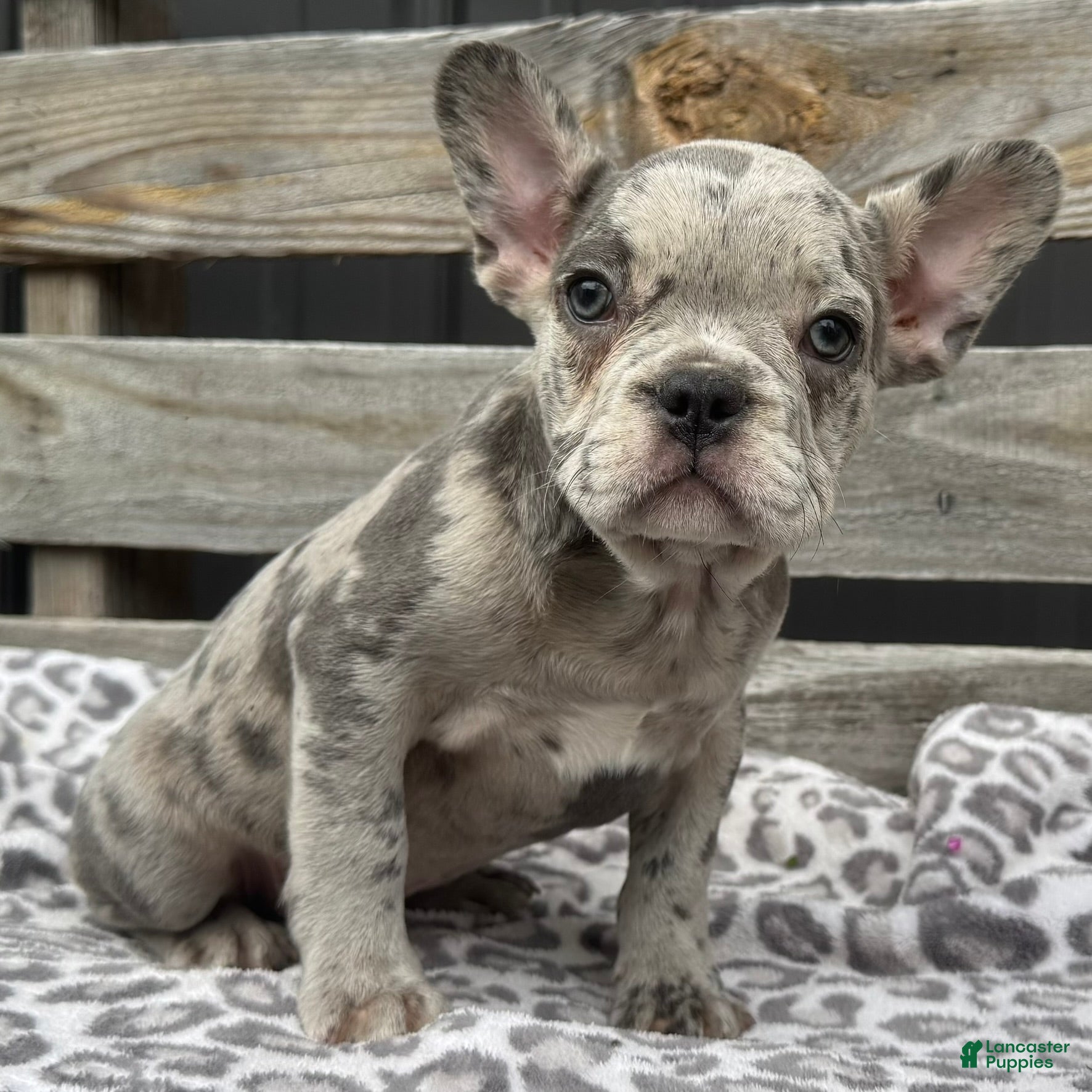 French Bulldog dogs Frisk - Ad 2