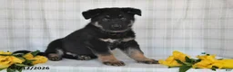 German Shepherd dogs for sale: Nash - Ad 4