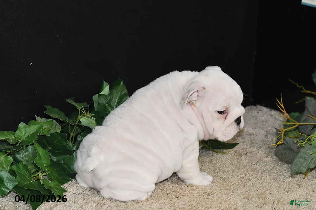 English Bulldog dogs for sale: Macey - Ad 2