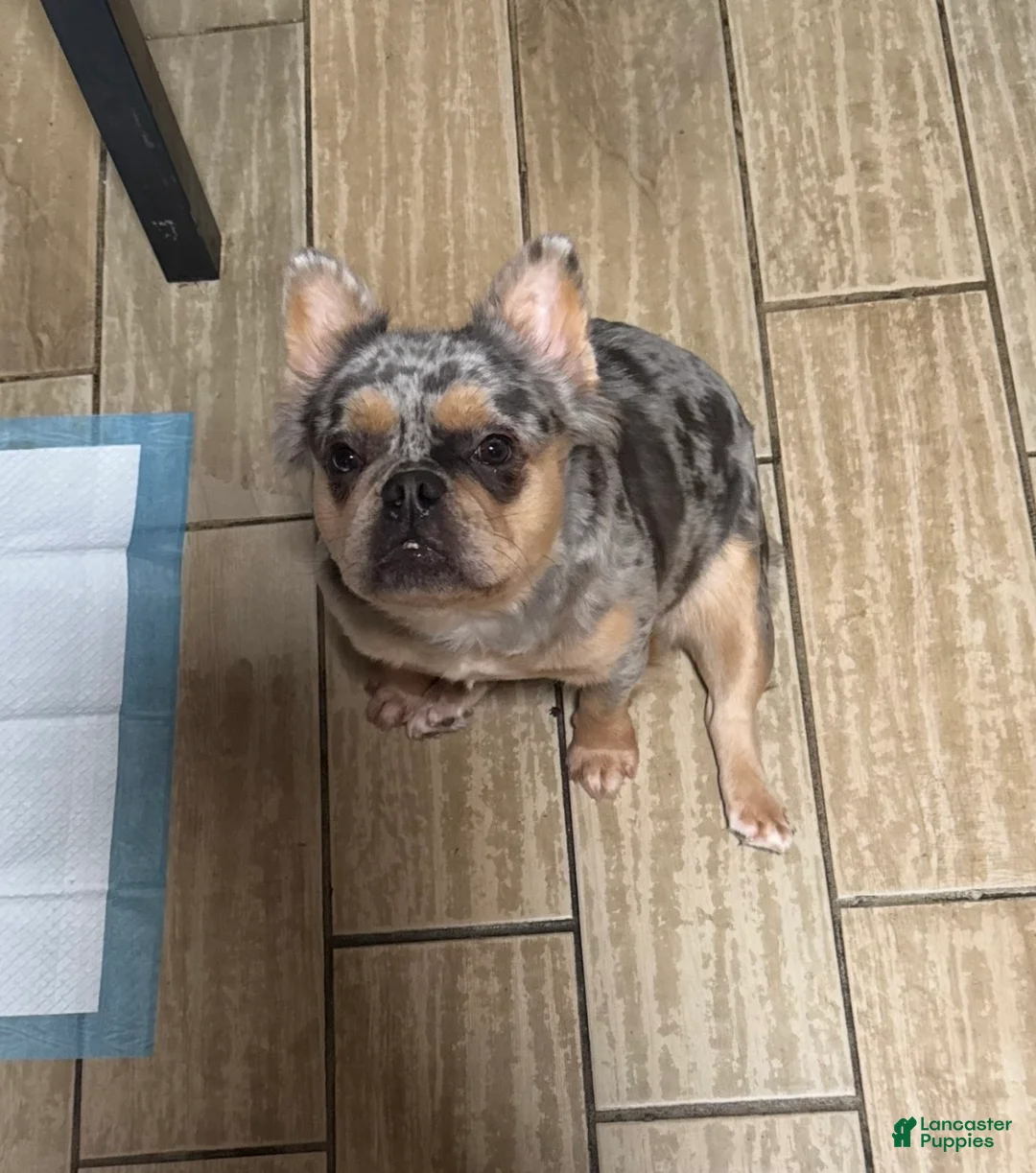 French Bulldog dogs for sale: Angel - Ad 6